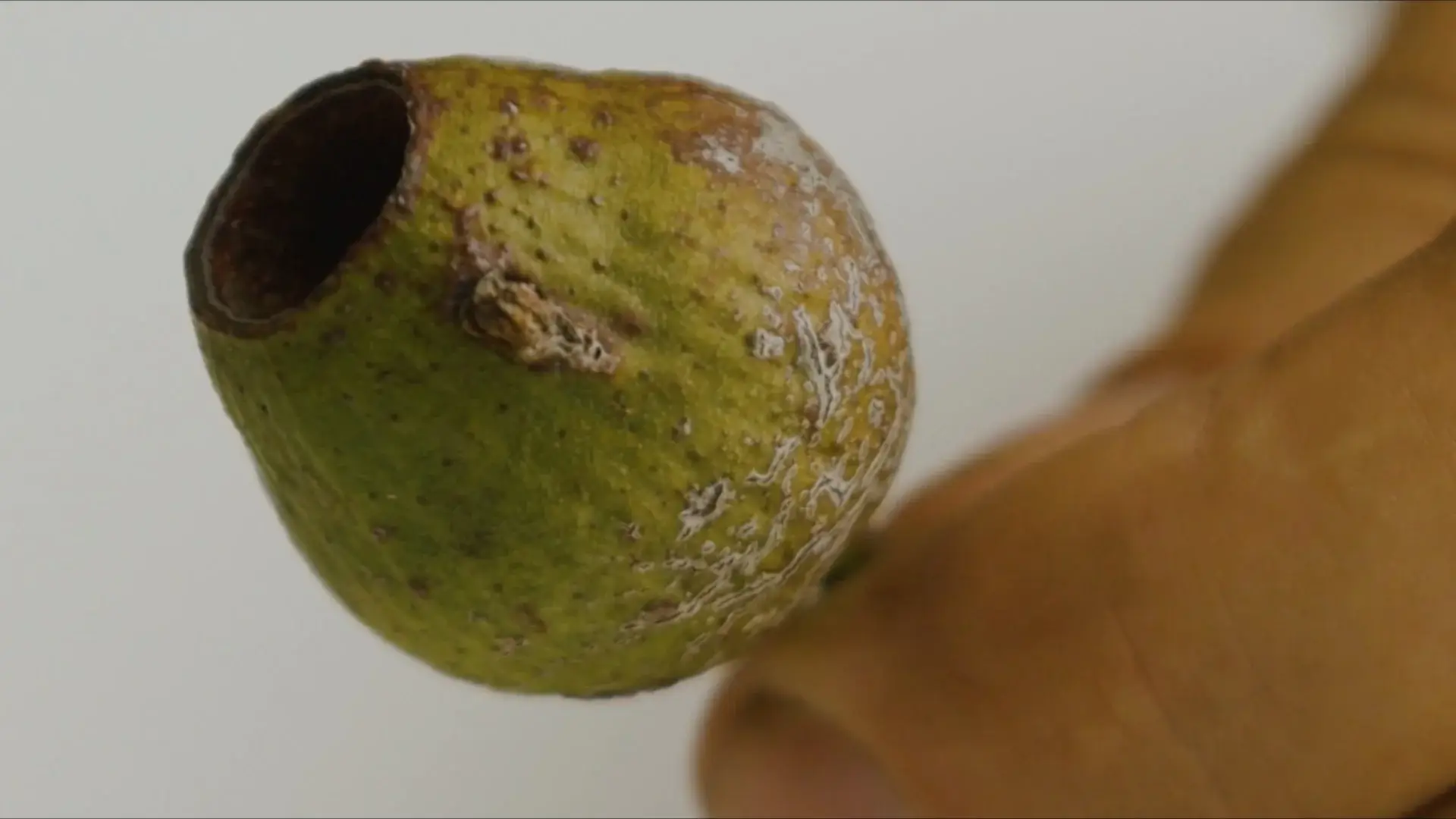 arbour_park_-_seed_by_mark_douglass+(Original)+(0-00-43-03)